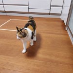 長女のモコちゃんです